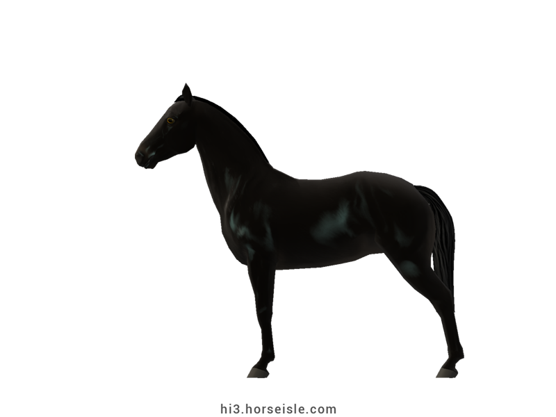 Spotted Saddle Horse - Solid Registry Smoky Black Coat (left view)